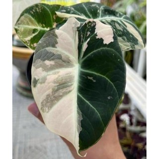 Alocasia Black Velvet Variegated Tissues Culture (แบลคเวลเวทด่าง ไม้เนื้อเยื่อด่าง) ด่างสวยๆทุกใบ