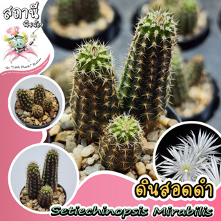 ดินสอดำกระถางหลายต้น Setiechinopsis Mirabilis กระบองเพชร ไม้อวบน้ำ succulent แคคตัส cactus