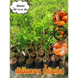 ต้นพันธุ์ส้มจีนแมนดารินไร้เมล็ด