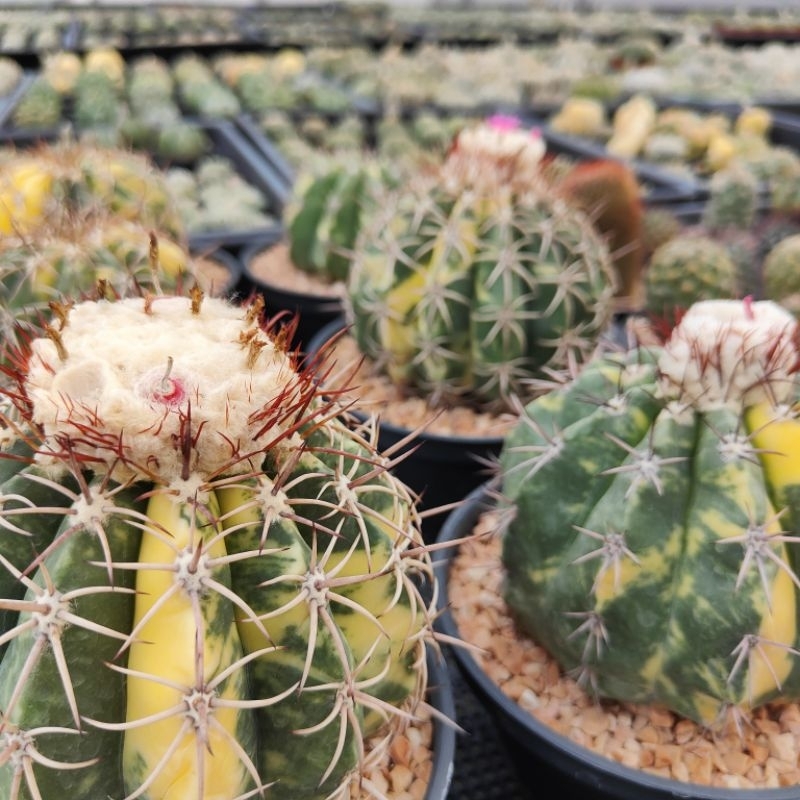 เมล็ด เมโลด่าง ลดพิเศษ 50% Melocactus curvispinus variegated มีราคาส่ง เก็บจากที่บ้านเอง
