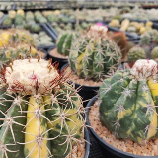 เมล็ด เมโลด่าง Melocactus curvispinus variegated