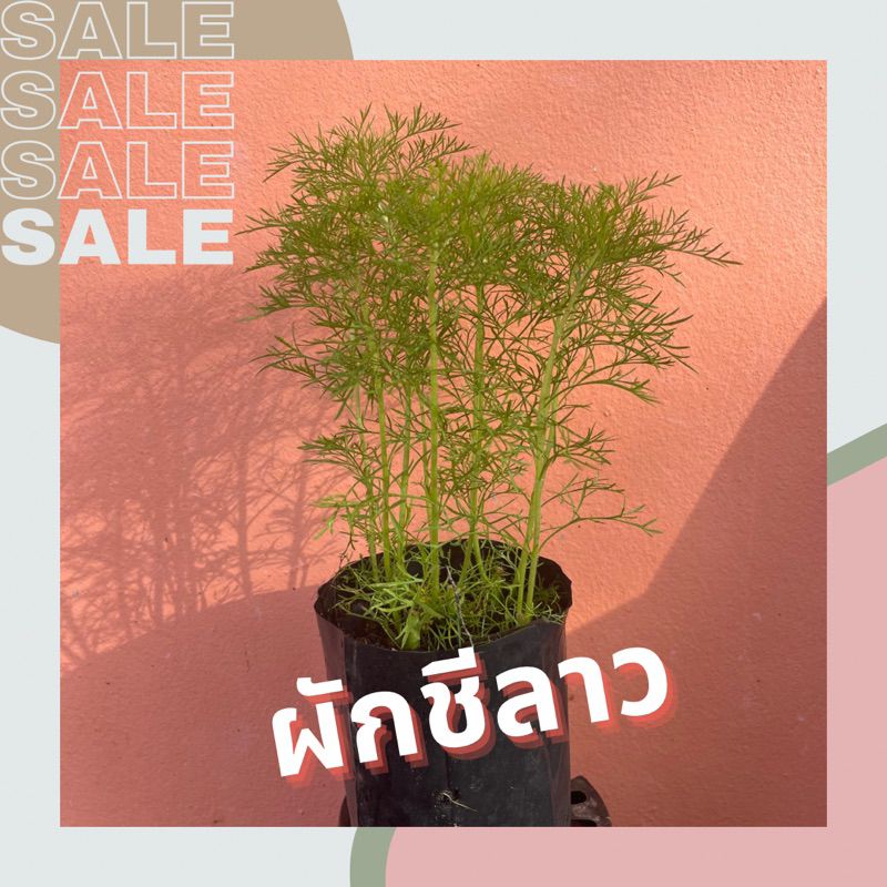 ผักชีลาว ในถุงดำขนาด 3.5 x 7 นิ้ว