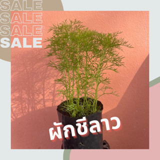 ผักชีลาว ในถุงดำขนาด 3.5 x 7 นิ้ว