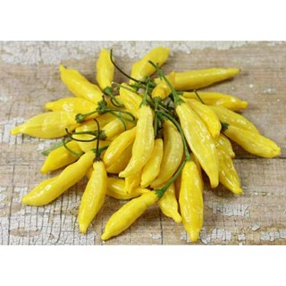 เมล็ดพันธุ์พริก เลมอน ดรอป(Lemon Drop Hot Pepper Seed)บรรจุ 15 เมล็ด ของแท้ คุณภาพดี ราคาถูก นำเข้าจากต่างประเทศ