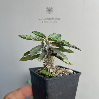 ไดโนเสาใบหยัก ยูโฟเบียไดโนเสา Euphorbia Decaryi