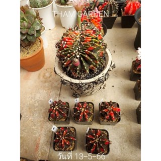 Gymnocalycium Clone Blackpearl ยิมโนแบลคเพิล🖤❤