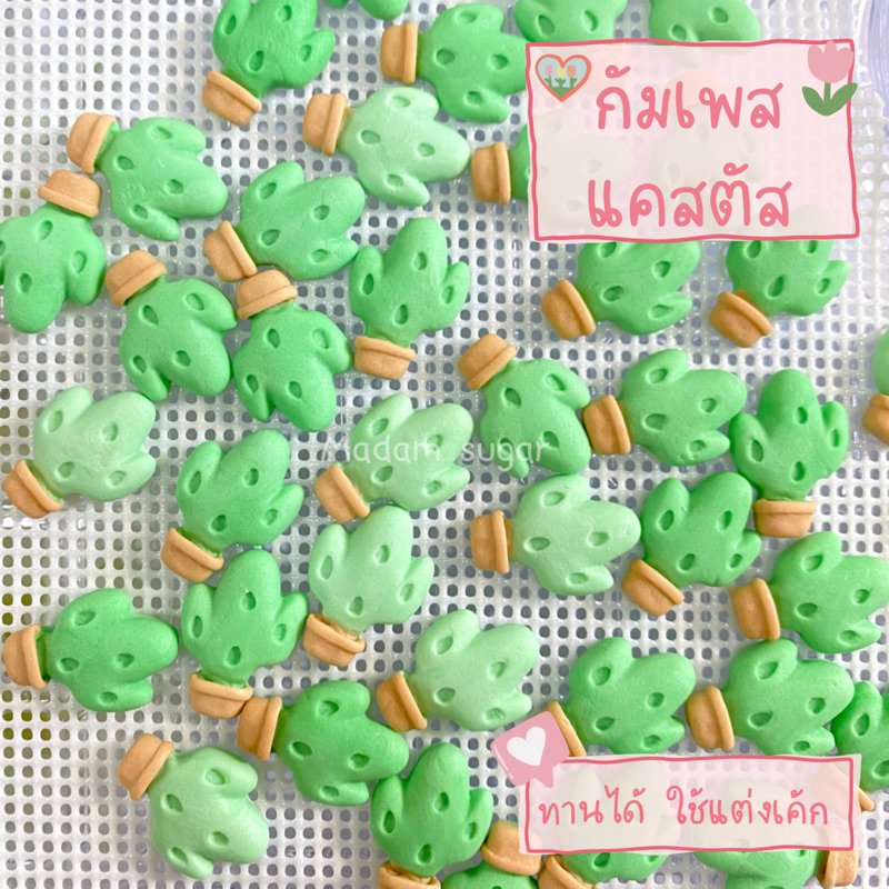 Madame Sugar: น้ำตาลกัมเพส  “แคสตัสกระถาง” : มาดามซูการ์