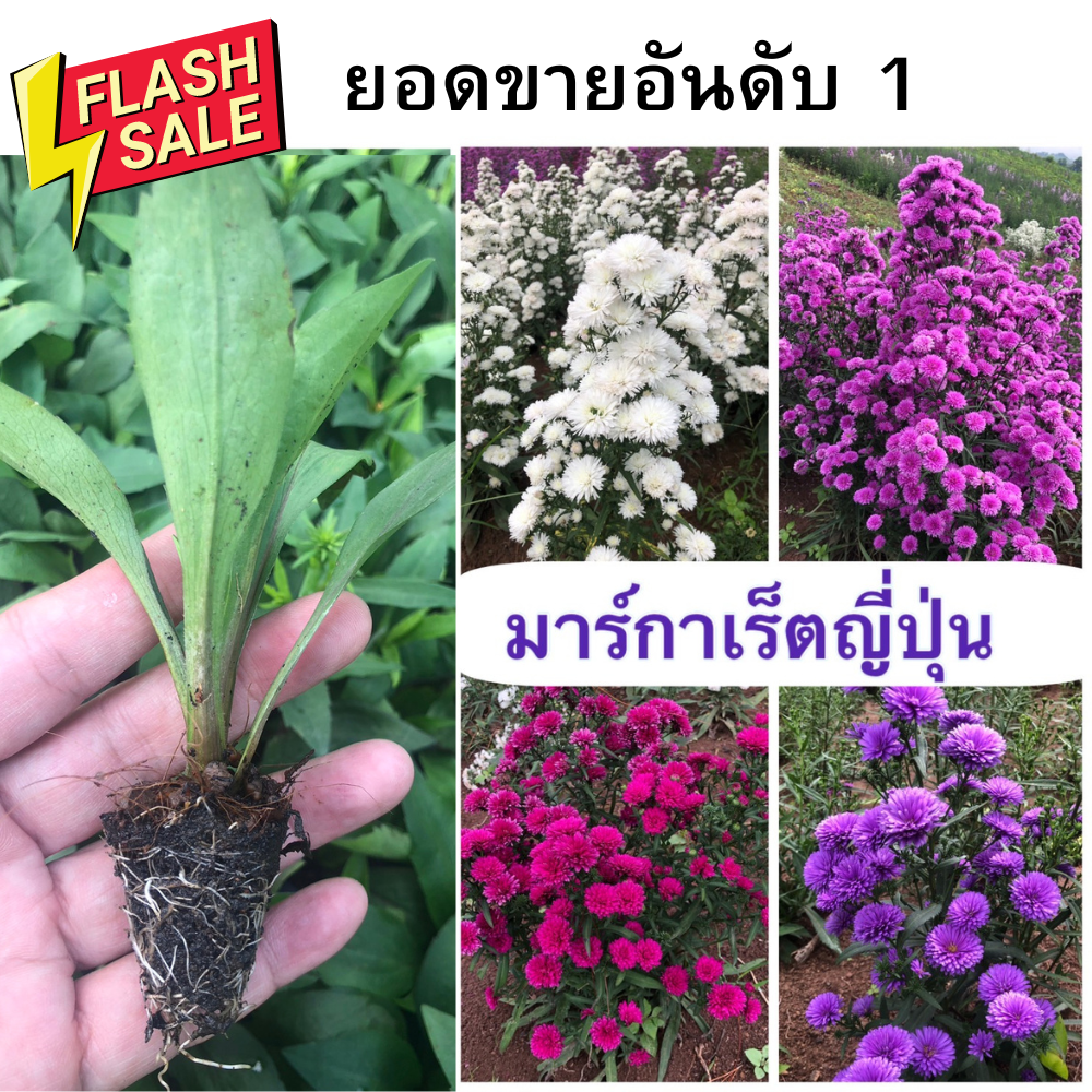 🌱ต้นกล้า มาร์กาเร็ตญี่ปุ่น เพาะชำแล้ว ต้นละ9บาท