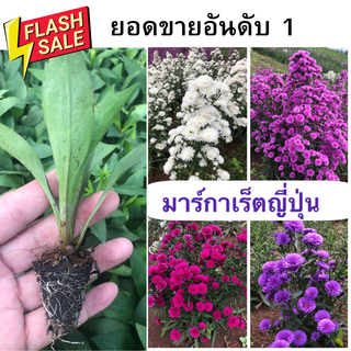 🌱รากแน่น มาร์กาเร็ตญี่ปุ่น ต้นละ9บาท