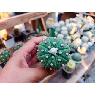 Astrophytum asterias (แอสโตรไฟตัมแอสทีเรียส) “Star-shape” (สตาร์เชฟ)