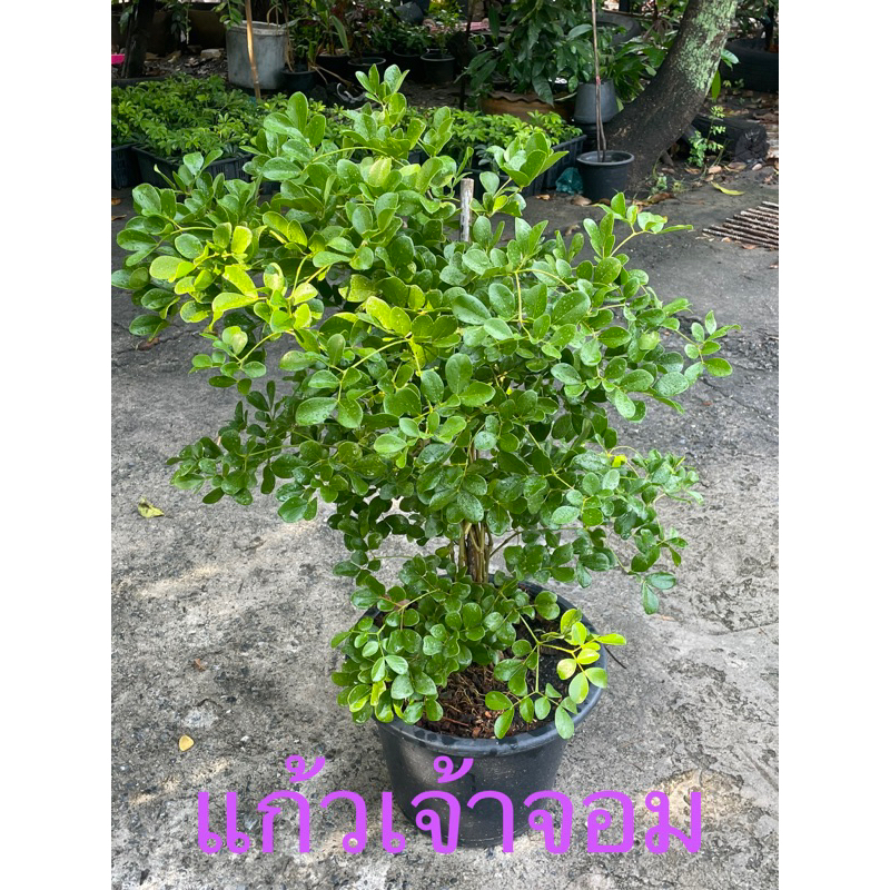 ต้นแก้วเจ้าจอม 🪴พันธ์ุ4ใบ🍀พันธ์ุหายาก ต้นไม้มงคลประจำรัชกาลที่5 ดอกสีม่วง