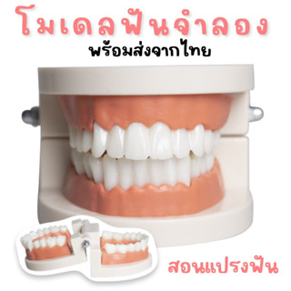 โมเดลฟัน สอนแปรงฟัน สื่อการสอนด้านทันตกรรม (TOY352)