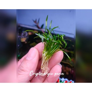 cryptocoryne parva พร้อมปลูก #ไม้น้ำ #ไม้หน้าตู้ #ไม้พื้น โตช้ามาก