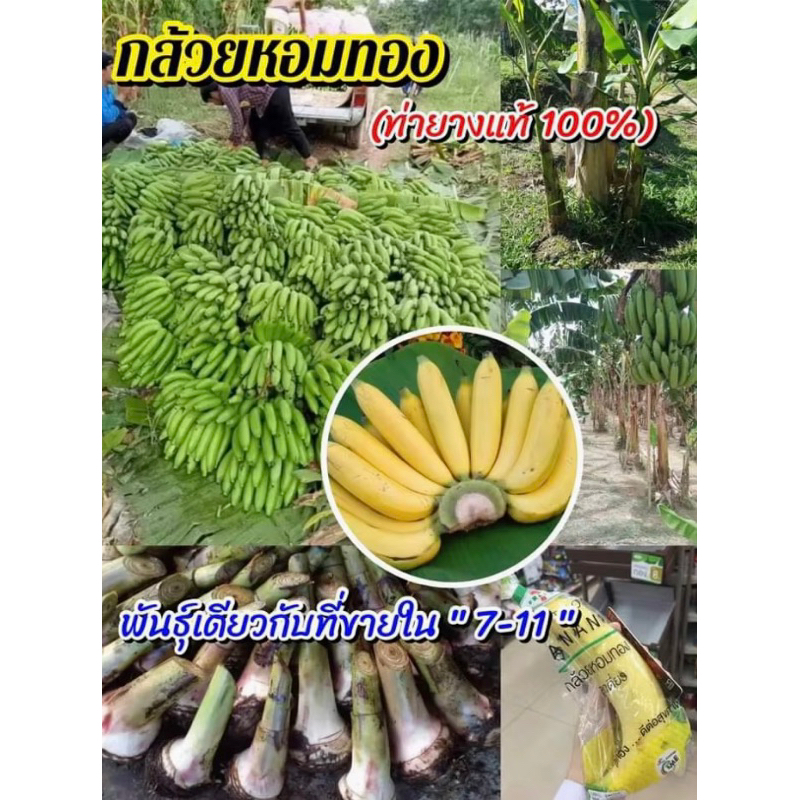 หน่อต้นกล้วยหอมทอง ท่ายางเพชรบุรี ชุด 1️⃣0️⃣หน่ อ 154 บาท พันธุ์แท้หน่อใหญ่ พันธุ์เดียวกันในเซเว่น จัดส่งสินค้ารวดเร็ว