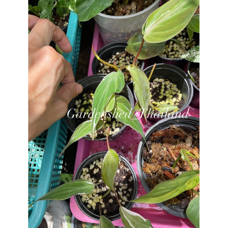 Philodendron Micans Albo Variegated