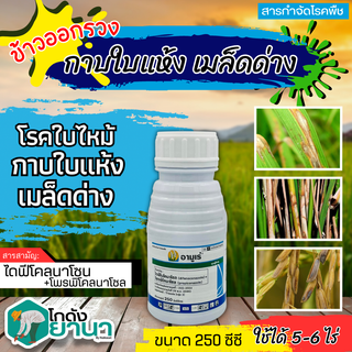 🌾 อามูเร่ (ไดฟีโนโคลนาโซล+โพรพิโคนาโซล) ขนาด 250ซีซี ป้องกันโรคเมล็ดด่างในนาข้าว