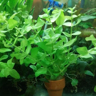 ลานไพลิน ( Bacopa caroliniana) เต้นไม้น้ำ เขียวสดสวย ส่งพร้อมกระถาง ต้นไม้ตกแต่งตู้ปลา (ต้นไม้เข้าใหม่ทุกวันพุธ)