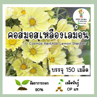 เมล็ดพันธุ์ คอสมอสสีเหลืองเลม่อน (Cosmos Xanthos Lemon Sherbet ) บรรจุ 150 เมล็ด เมล็ดพันธุ์แท้นำเข้าจากต่างประเทศ