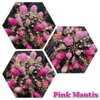 เมล็ดPink Mantis เก็บใหม่ๆสดๆจากในสวน