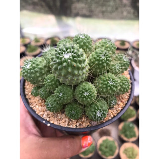 แมมบล็อคโคลี่ ฟอร์มสวยมาก กระถาง4”นิ้ว mammillaria spinosissima un pico montrose