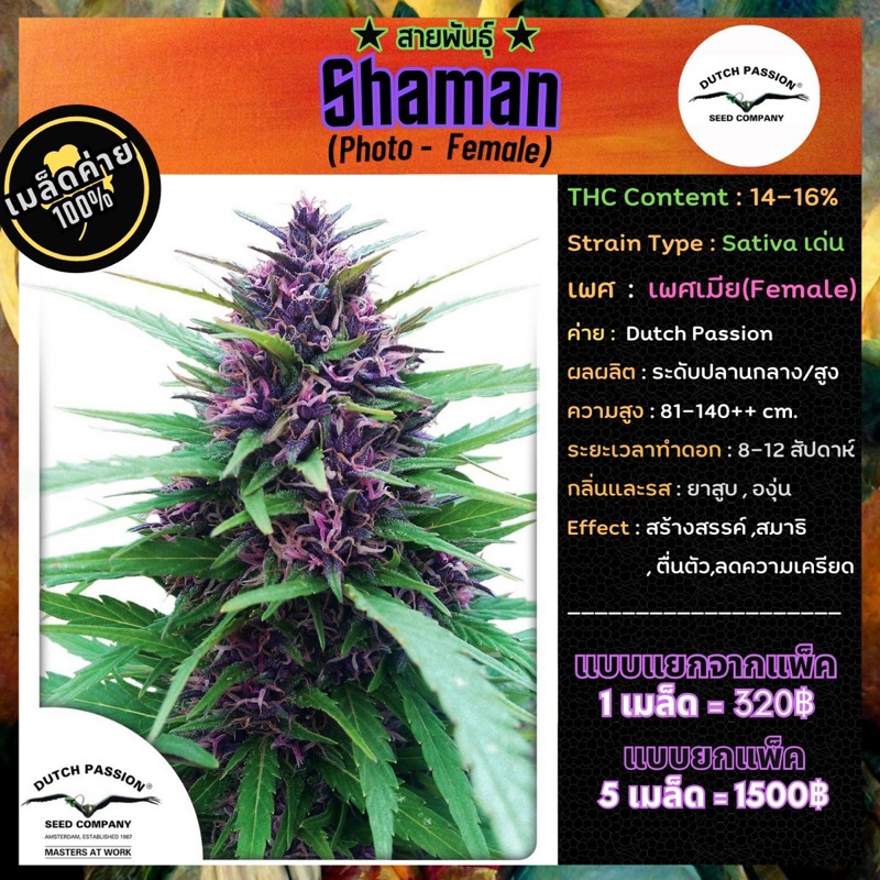 สายพันธุ์ Shaman (โดยDutch Passion Seed)