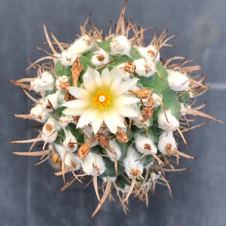 แคคตัส เทบิ turbinicarpus cactus ไม้กราฟ จำนวน 1 ต้น