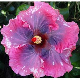 เมล็ดพันธุ์ชบาแคริบเบี้ยน โบฮีเมียน ราฟโซดี้(Bohemian Rhapsody Caribbean Hibiscus Seed)บรรจุ 10 เมล็ด ของแท้ นำเข้าจาก