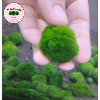 Marimo มาริโมะสายพันธุ์ยุโรป ขนาด 2.5 - 3 ซม. อายุ 3 ปี (พร้อมส่ง)