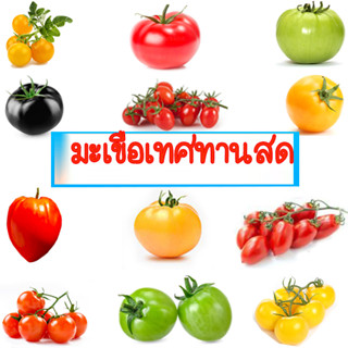 มะเขือเทศทานสด📌10แถม1!!🎯ถูกที่สุด10บ.🎯เมล็ดพันธุ์มะเขือเทศทานสดทุกสายพันธุ์ 5-20 เมล็ด🌿 ปลูกง่าย🌱โตไว🌱มะเขือเทศทานสด