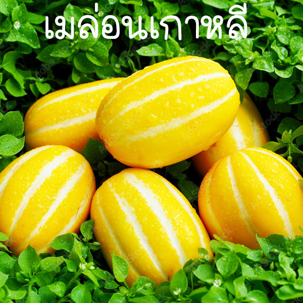 เมล่อนเกาหลี ชาแมร์ ถูกที่สุด 10 บ. เมล็ดพันธุ์เมล่อนเกาหลี 10เมล็ด งอกง่าย โตไว ลูกดก รสหวาน