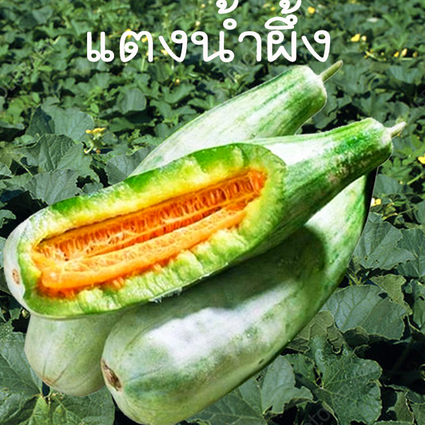 แตงน้ำผึ้ง ถูกที่สุด10 บ. เมล็ดพันธุ์แตงน้ำผึ้ง10 เมล็ด งอกง่าย ☘️โตไว ลูกดก☘️รสหวานหอม