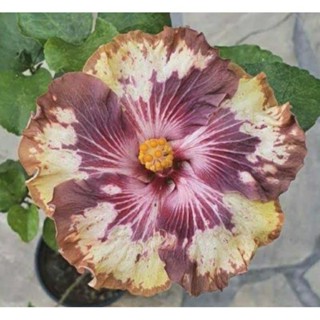 เมล็ดพันธุ์ชบาแคริบเบี้ยน เดลต้า เทรเชอร์(Delta Treasure Caribbean Hibiscus Seed)บรรจุ 10 เมล็ด ของแท้ คุณภาพดี นำเข้า