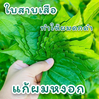 ใบสาบเสือ(เก็บสด)จำนวน300ใบ ราคา20บาท พร้อมส่งจ้า