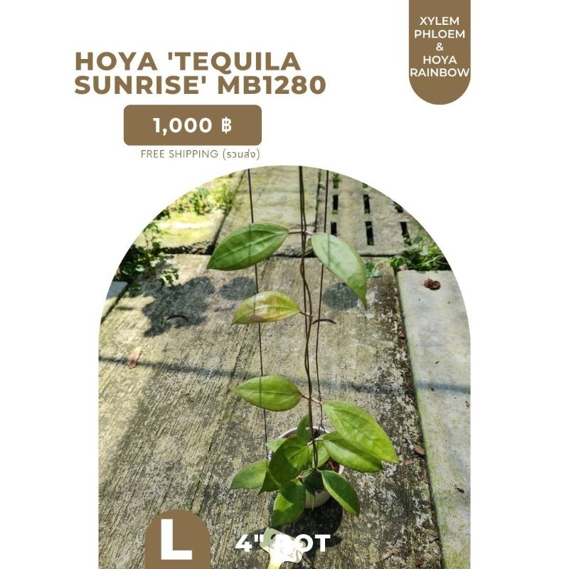 Hoya 'Tequila Sunrise' MB1280 / โฮย่าใบสวย