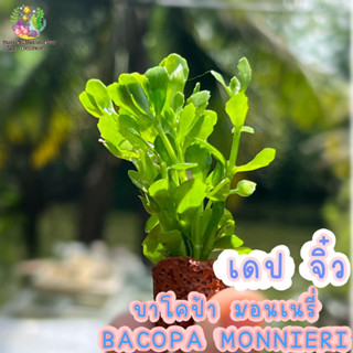 เดปจิ๋ว Bacopa Monnieri🌱💦