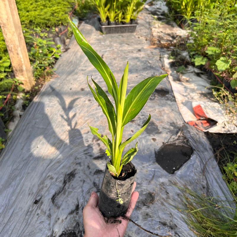 กล้ากล้วยพัด (Ravenala madagascariensis) ใบเขียวสวย เพาะเมล็ด