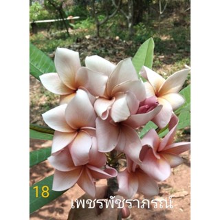 กิ่งลีลาวดีตัดสดชุดละ 2 กิ่ง