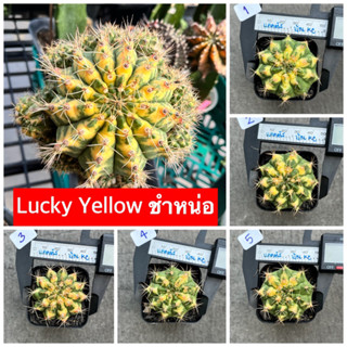 ยิมโนชำหน่อ โคลน Lucky Yellow