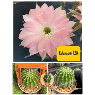 🌵🌵แคคตัส Cactus กระบองเพชร พันธุ์อิชินอปซิส (Echinopsis) รหัสสี E04