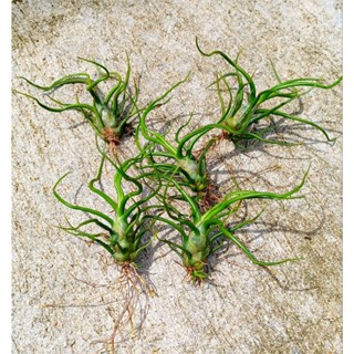 Tillandsia bulbosa ชุดละ 5 ต้น