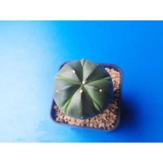 Astrophytum Asterias แอสโตร แอสทีเรียส 5 พูแทรก ไม้เมล็ด น่าเก็บสะสม ไม้เมล็ด ขนาดกระถาง 2 นิ้ว