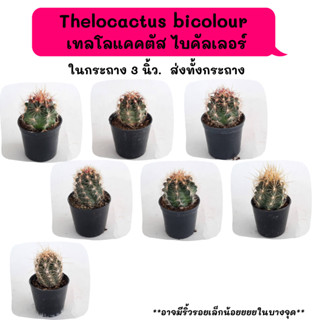 TT012 Thelocactus bicolour (เทลโล ไบคัลเลอร์) แคคตัส กระบองเพชร  กุหลาบหิน  succulent