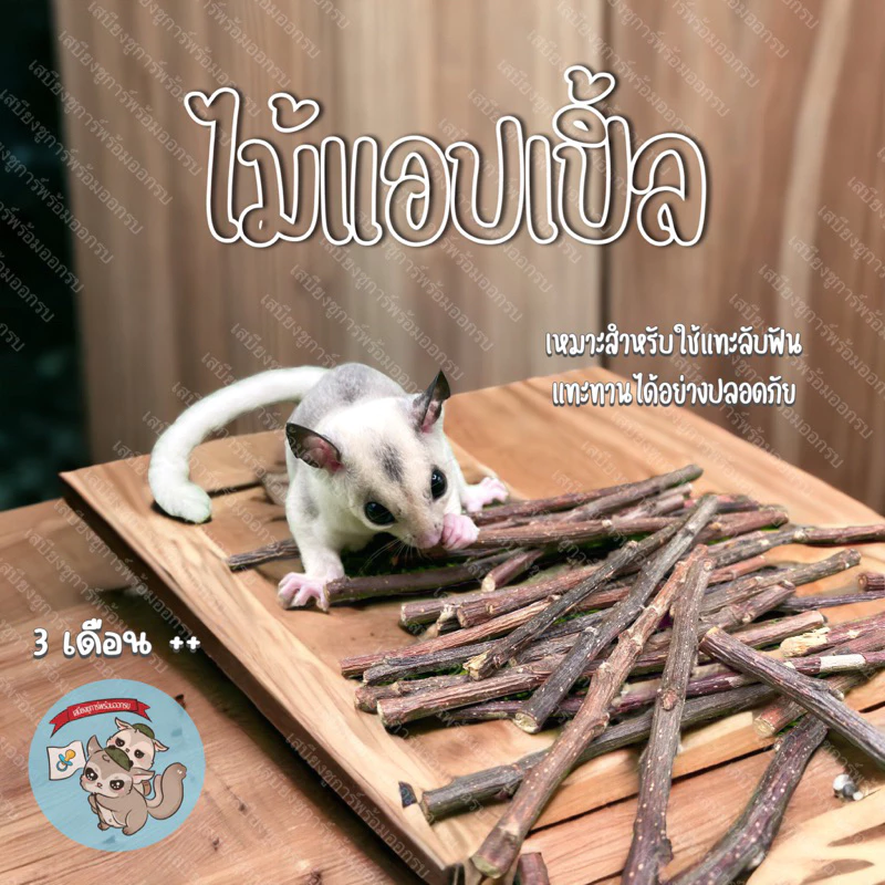 ( ไม้แอปเปิ้ล 50กรัม ) APPLE STICK ไม้แทะ ไม้แทะลับฟัน สัตว์ฟันแทะ สัตว์เลี้ยง ไผ่หวาน ชูการ์ กระรอก กระต่าย แฮมสเตอร์