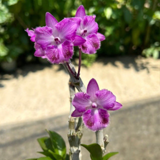 เอื้องครั่งสั้น ไม่มีปาก กล้วยไม้แปลก หายาก สีม่วง Dendrobium parishii no lip