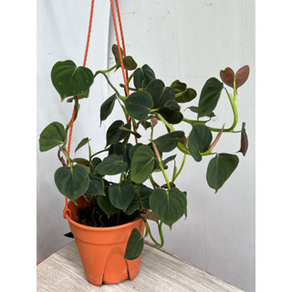 ฟิโลลูพินัม Philodendron lupinum กอใหญ่ พร้อมที่แขวน