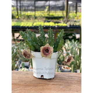 ต้นเก๋งจีน Huernia ‘Splash’ Pranburi hybrid