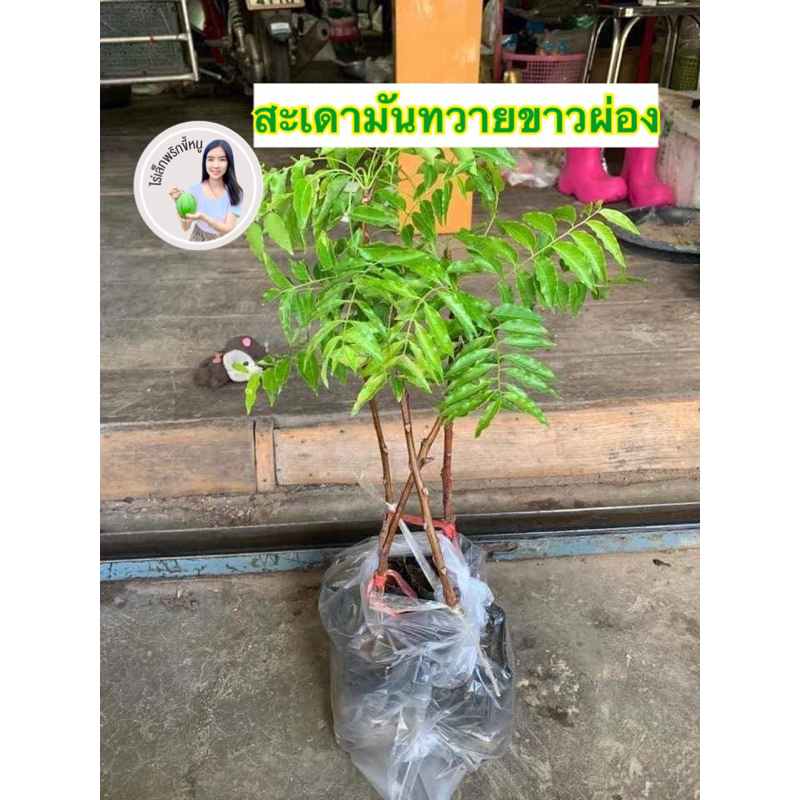 #ต้นสะเดามันทวายพันธุ์ขาวผ่อง (ทวายทั้งปี)ทานสดได้รสมัน เสียบยอดราว30เซน ติดดอกไว7-8 เดือน #สะเดามัน