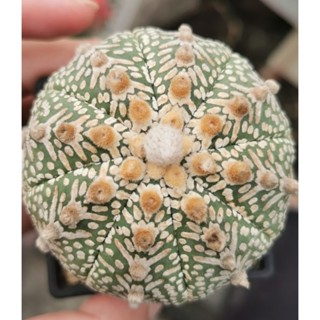 แอสโตรขนาดใหญ่​ 5.8cm วี super #แคสตัส castus​ astrophytum แอสโตร แอสโตร​ไ​ฟตั้​ม แอสโตรไฟตัม กระบองเพชร แอสโตรวี super​