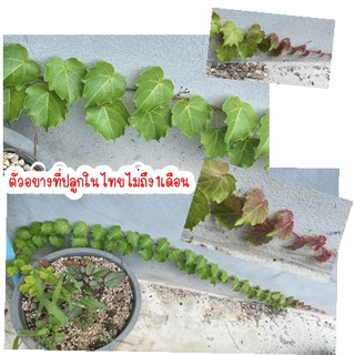 ต้นไอวี่บอสตัน / Boston Ivy/JAPANESE CREEPER IVY ไม้เลื้อย ไม้เกาะกำแพง ตีนตุ๊กแก ตัวนี้เหมาะกับการเกาะกำแพง