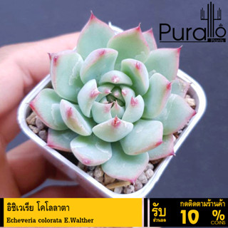 ต้นไม้อวบน้ำ กุหลาบหิน อิชอเวเรีย โคโลราตา Echeveria colorata E.Walther #succulent #สีชมพู #Echeveria